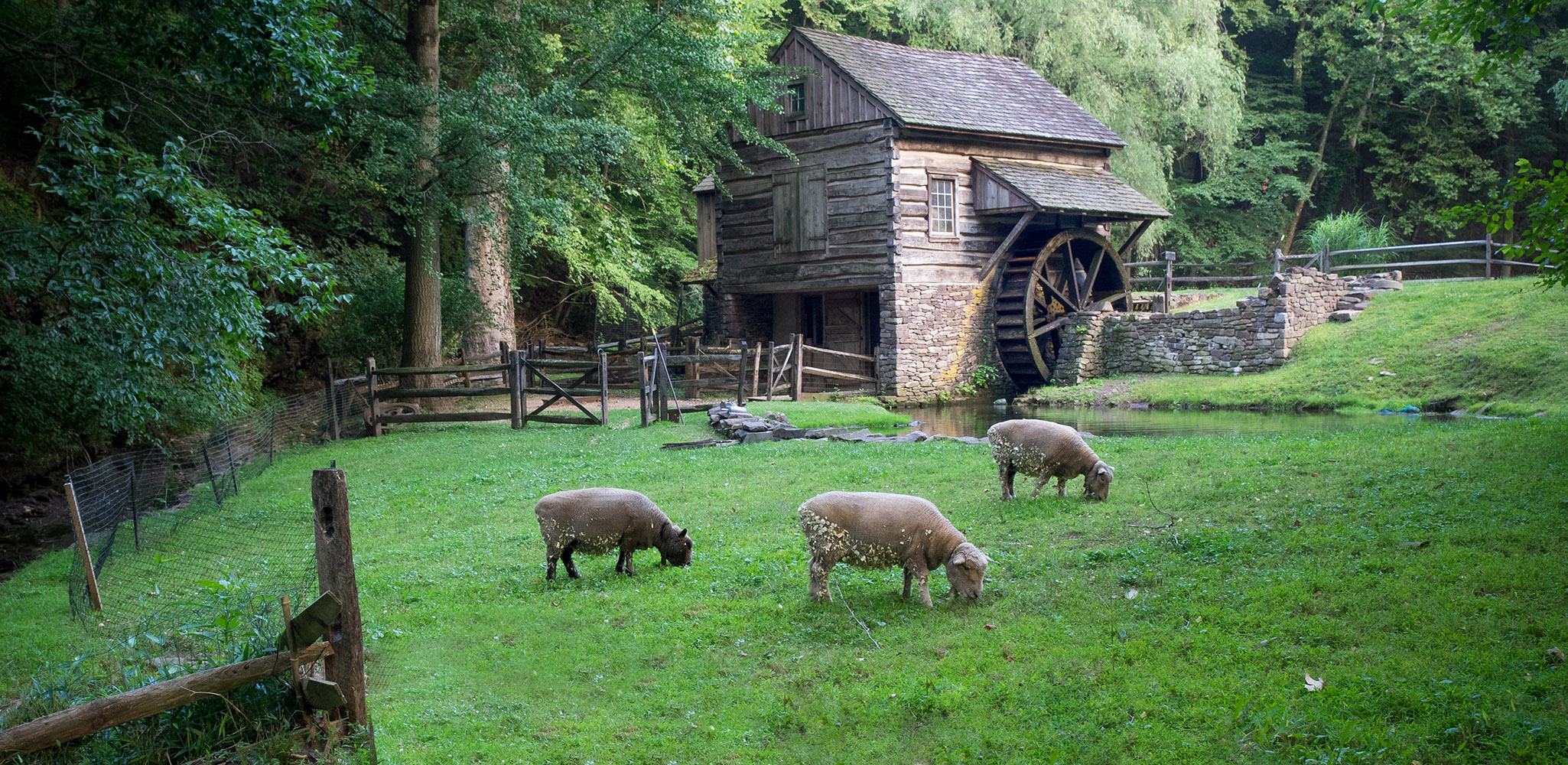 Sheep grazing in a lush green pasture on a old farmstead in historic Bucks County Pennsylvania with 18th c. log-built watermill.